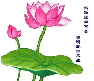 Flower lotus